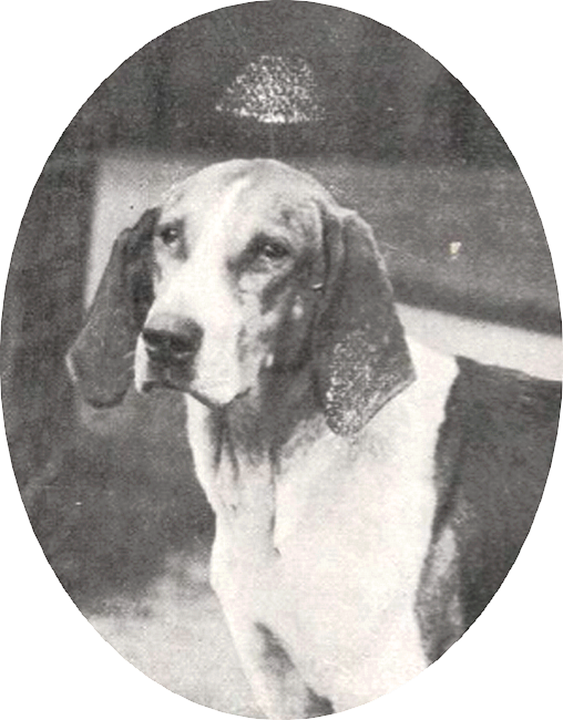 Roumanie, chien du Vautrait de Falandre - Le Sport universel illustré (1913)